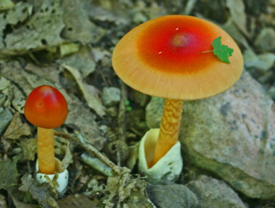 American Caesar Mushroom Emerging from Rocky WV Woods tb0812mhr.jpg