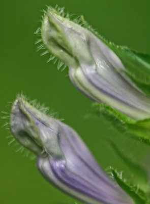 Close up Striped Purple Lobelia Buds v tb0812ndx.jpg