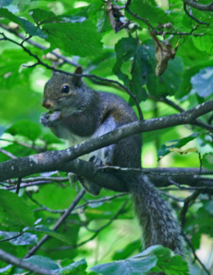 Gray Squirrel Snacking on Summer Hazel Nuts v tb0712ktxx.jpg