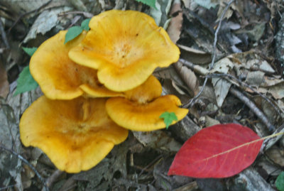 Colorful Chanterelles in Mixed Hardwood Forest tb0712kvx.jpg