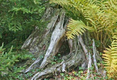Hemlock Stump in Spruce and Cinnamon Ferns tb0912nkx.jpg