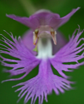Single Shriveri Orchid Bloom in WV Mtns s tb0629jsr.jpg