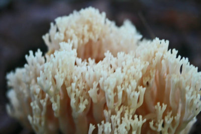 Crown Tipped Coral Fungi Cranberry Glades tb0812nzx.jpg