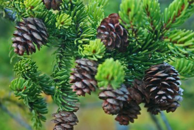 Spruce Pine Cone Cluster on Black Mtn Ridge tb0912ter.jpg