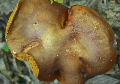 Oddly Twisted Brown Bolete Mushroom Appalachian Mtns tb0812mlr.jpg