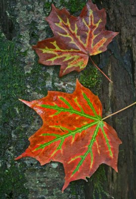 Curiously Colored and Veined Maple Leaves v tb0912thr.jpg