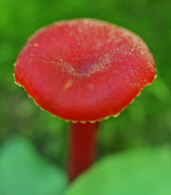 Small Red Lactarius Mushroom on Moss v tb0812pcr.jpg