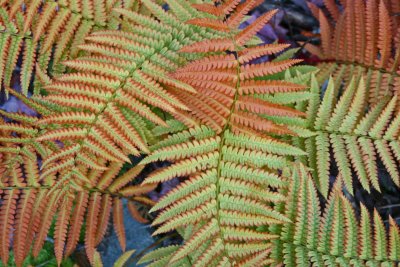 Twisting Cinnamon Ferns with Changing Colors tb0912thr.jpg