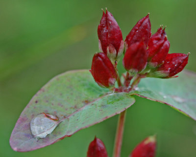 Red Berries and Raindrop on Leaf in Cranberry Glades tb0912nnx.jpg