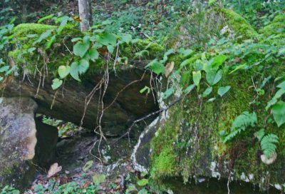 Large Stones with Vines and Moss by Cranberry River tb0912nhx.jpg