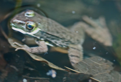 Second Year Woodland Frog Afloat in Tiny Pond tb0812mjx.jpg