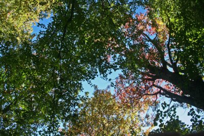 Newly Colored Canopy on Sunny Kennison Mtn tb0912tqr.jpg