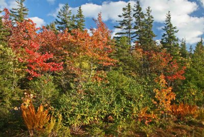 Vibrant Ferns and Foliage on Black Mtn Ridge tb0912tjr.jpg