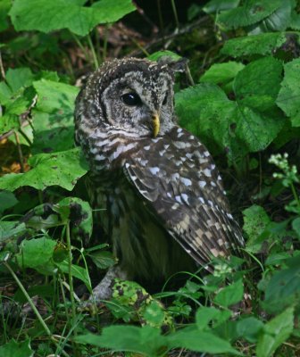 Barred Owl in Greenery by Mtn Roadway v tb0912nox.jpg