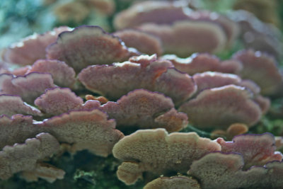 Pinkish Cluster of Small Shell Fungi on Tree tb0612njx.jpg