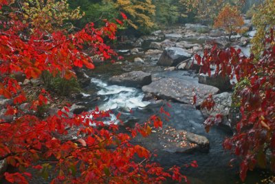 Cranberry River Valley Early Autumn Hues  1012war.jpg