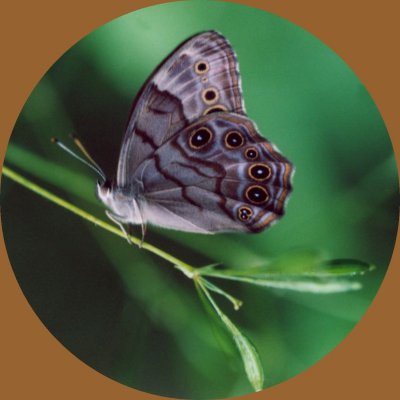 Pearly Eye Butterfly in Greenery - Rnd tb0606.jpg