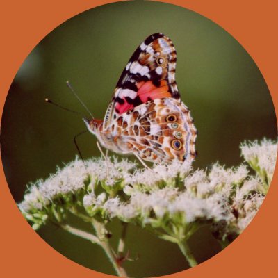 Painted Lady Butterfly on Boneset - Rnd tb906.jpg
