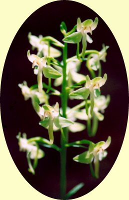 Platanthera Orbiculata Orchid - Sunny Oval tb0605.jpg