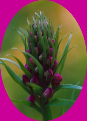 Purple Fringed Orchid Budding v Oval tb0607.jpg