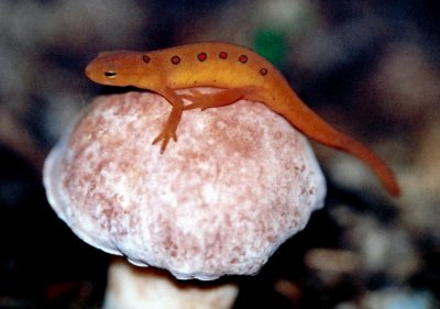 Salamander on Pink Mushroom CR tb0807.jpg