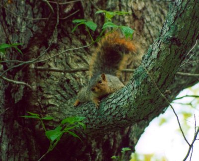 Red-Fox Squirrel Curly Tail in Tree CR tb0504.jpg