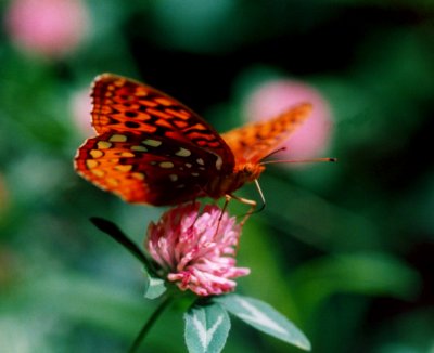 Fritillary Butterfly in Pink Clover tb0605.jpg