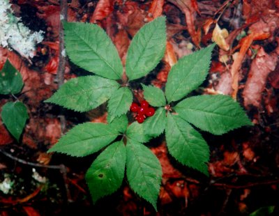 Ginseng Plant with Berries tb0807.jpg