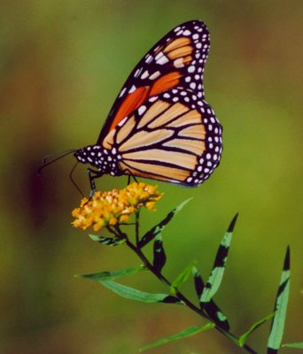Monarch Butterfly on Goldenrod Stalk tb0905.jpg