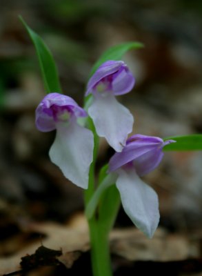 Showy Orchis with Three Blooms V (tb0508)