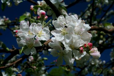 Apple Blossom Clusters in Sun (tb0508)