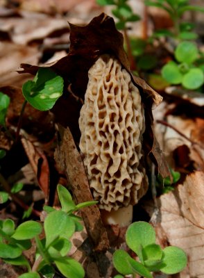 Morel Mushroom Springing Up (tb0508)