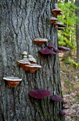 Multi-colored Fungi Shelves (tb0508)