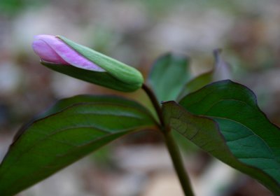 Pink Trillium in Early Bud (tb0508)