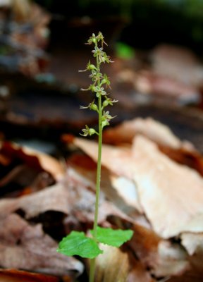 Heart Leafed Orchid - Listera Cordata (tb0508)