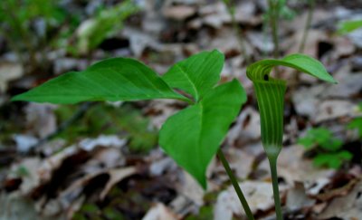 Jack-in-the-Pulpit and Leafage (tb0508)