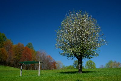 Apple Tree Blooming in Field (tb0508)