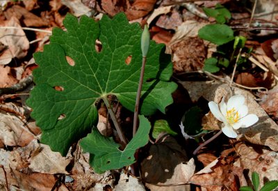 Blood Root in Spring Bloom (tb0508)