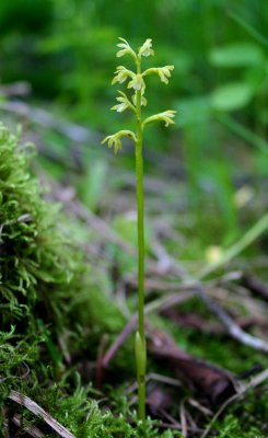 Northern Coralroot Spring Orchid (tb0608)