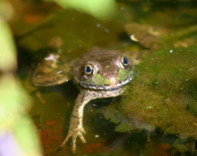 Woodland Green Frog Floating (tb0608)