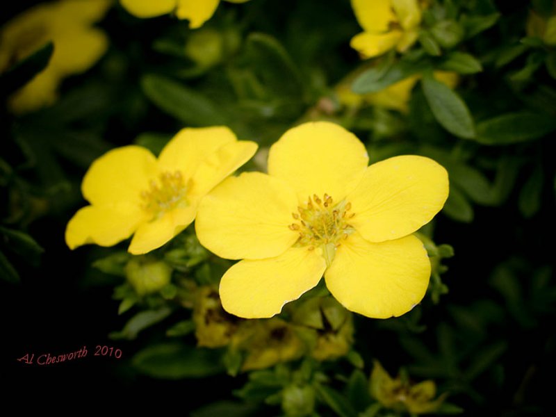 CRW_1271 Potentilla.jpg