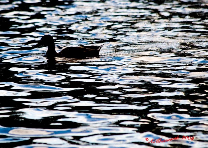 Duck at dusk.jpg