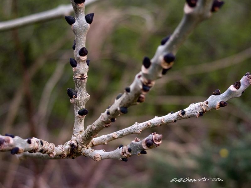 CRW_0015 Budding twig.jpg