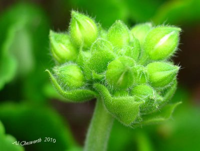 IMG_1215 Pelargonium bud.jpg