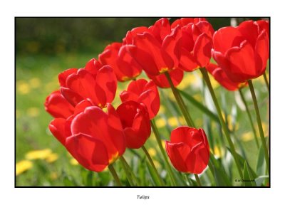 00212 nature Tulips.jpg