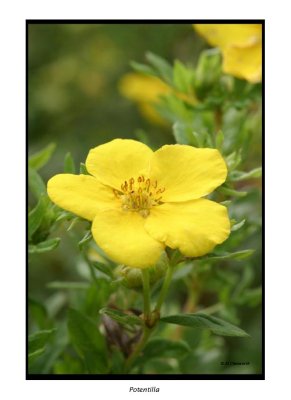 00233 potentilla.jpg