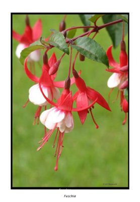 00250 Fuschia.jpg