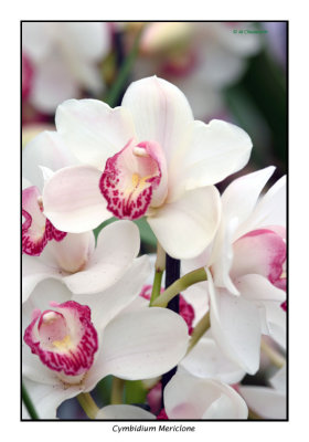 00201 cymbidium mericlone.jpg