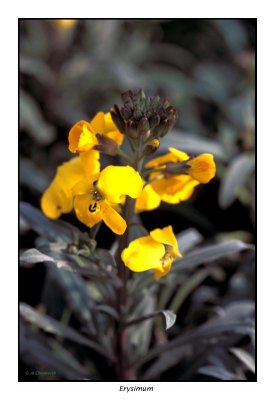 00078 erysimum.jpg