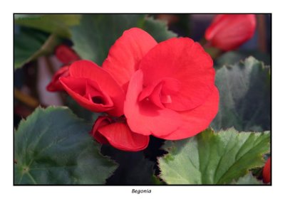 00088 begonia.jpg